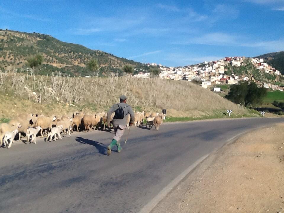Just a regular street crossing approaching #Volubiis Morocco