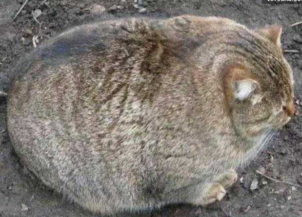 Look. It's a Volstcat. #oops <a href="/TheRotundOne/">Volstagg the Valiant</a>