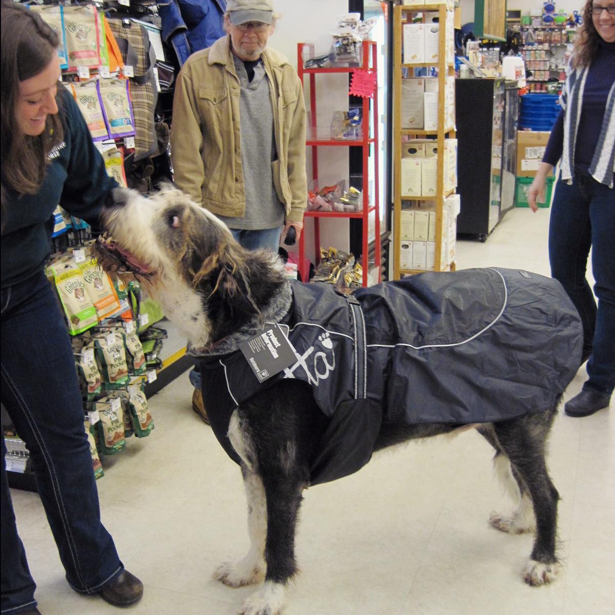 Cheshire Horse On Twitter This Caninecustomer Bought The Largest Hurtta Dog Coat We Carry He S A Great Dane Irish Wolfhound Mix Http T Co Hqa9idgzkw