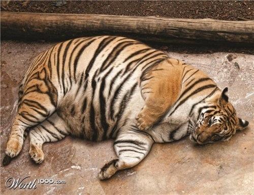 Look. It's a Volstiger. #rawr <a href="/TheRotundOne/">Volstagg the Valiant</a>