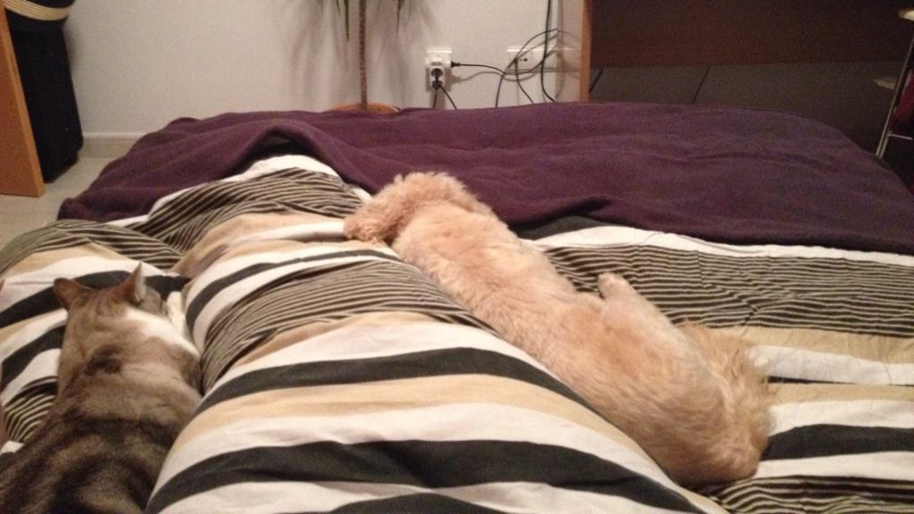AndreiaMarciuc's tweet photo. Papas yo quiero cama grande ....y para que?? Sí no me puedo mover , pero los adoro! http://t.co/I6E8G1ThLj