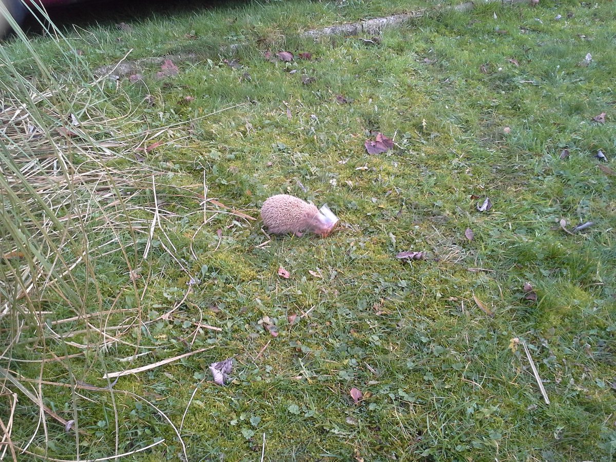 Sammspace's tweet image. Little bbe hedgehog having some catfood in Portlaoise ;-)