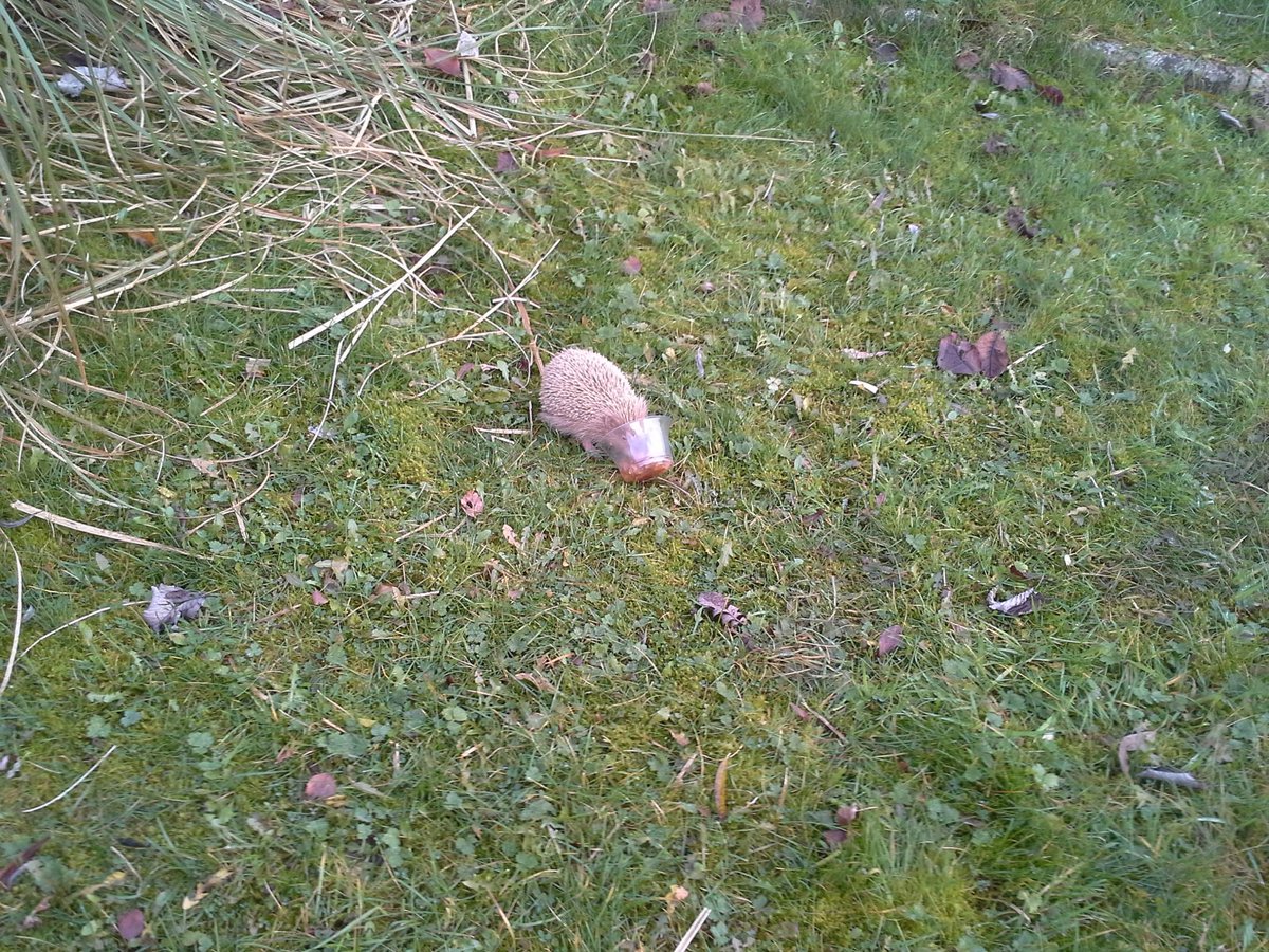 Sammspace's tweet image. Little bbe hedgehog having some catfood in Portlaoise ;-)