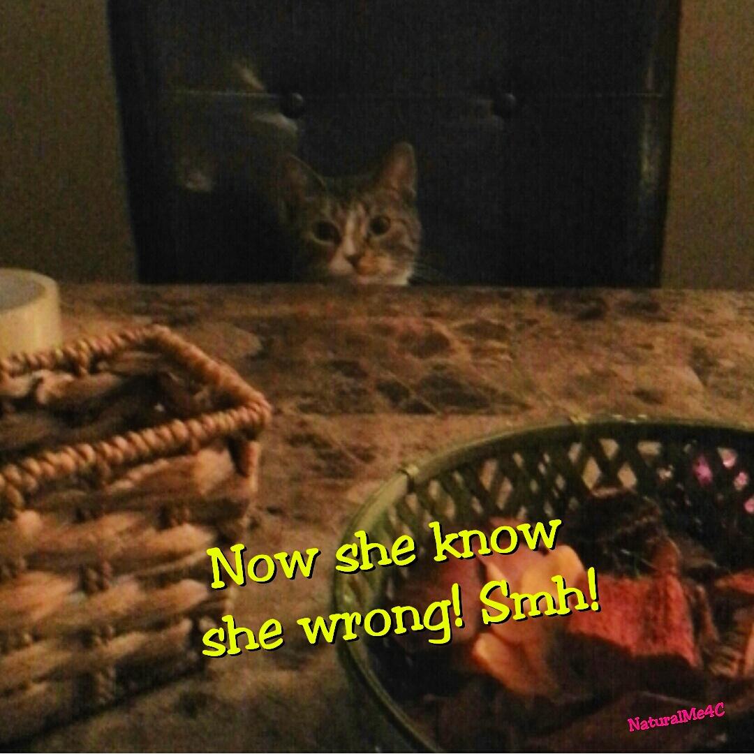 NaturalMe4C's tweet image. Chloe don&apos;t even think about it! #testingthelimits 
#naturalme4c #krissandty #chloebella #cutecat #kitten #toocute