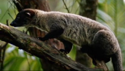 AnimalPlanet's tweet photo. Would you drink coffee with animal droppings in it? [Watch] >> http://t.co/U2iI8yGtyQ  #WeirdTrueandFreaky #Coffee http://t.co/RBsiMbLhkQ