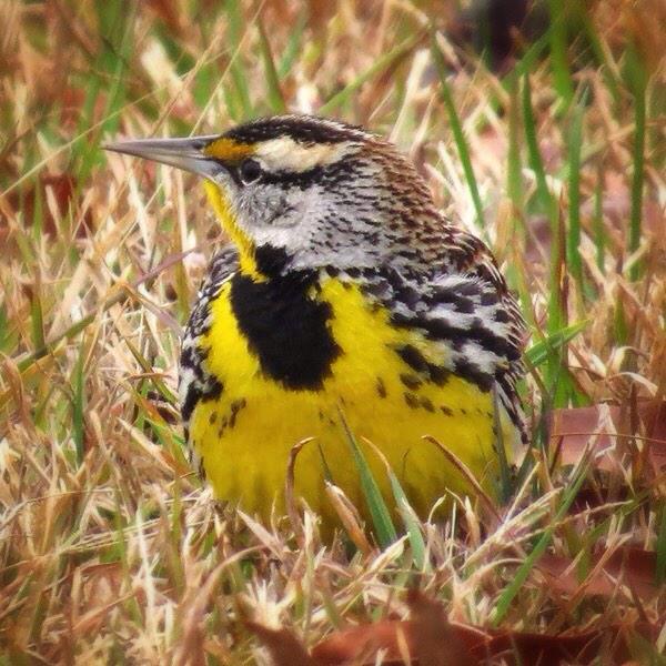 Saw this beauty today. Have to paint the #EasternMeadowlark is 2015! Top 20 Birds in Steep Decline @PartnrsInFlight