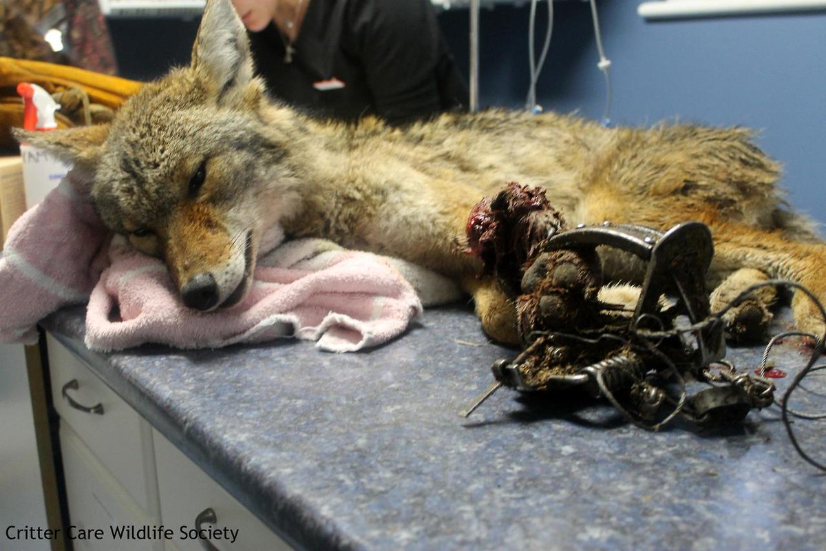 DuckDefenders's tweet image. Fur coat: $400
His life: PRICELESS 

RT if you #BoycottFur!