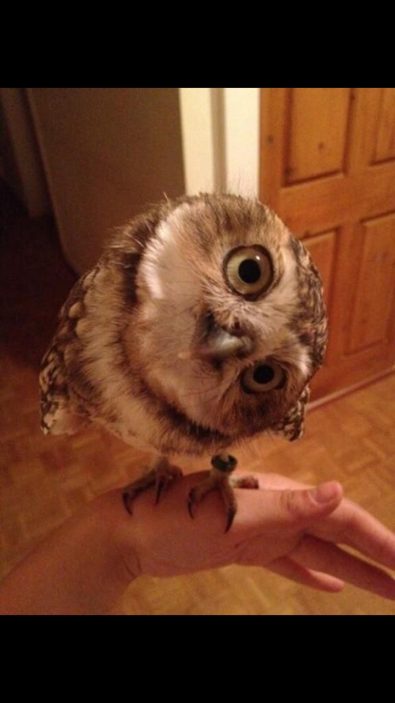 KelsMcConn13's tweet image. Tonight&apos;s Q &amp;amp; A was like #ItDoesWhat? Hahahaha @goodguyDerek