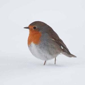 trolliqueen's tweet photo. What's this Christmas pic? _ _ _ _ _  FXOIBRNG
Get it! http://t.co/2SF0ZFGn0q http://t.co/eAOf7R2wMa