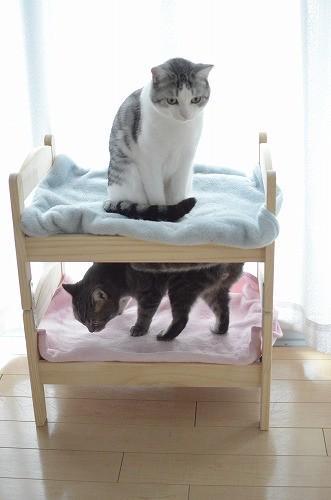 そうです猫画像です Ikeaの人形用ベッドで 猫専用 二段ベッド を作ってみた Http T Co Dpnjldzjcw Twitter
