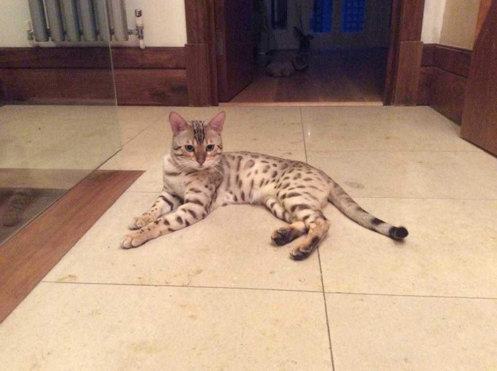 NinaDRDS's tweet photo. Today on #cnnbusinessview we're asking how do you create the purrfect Xmas 4 your pet? So here's mine Fred the Shred http://t.co/AnaAGjRXez