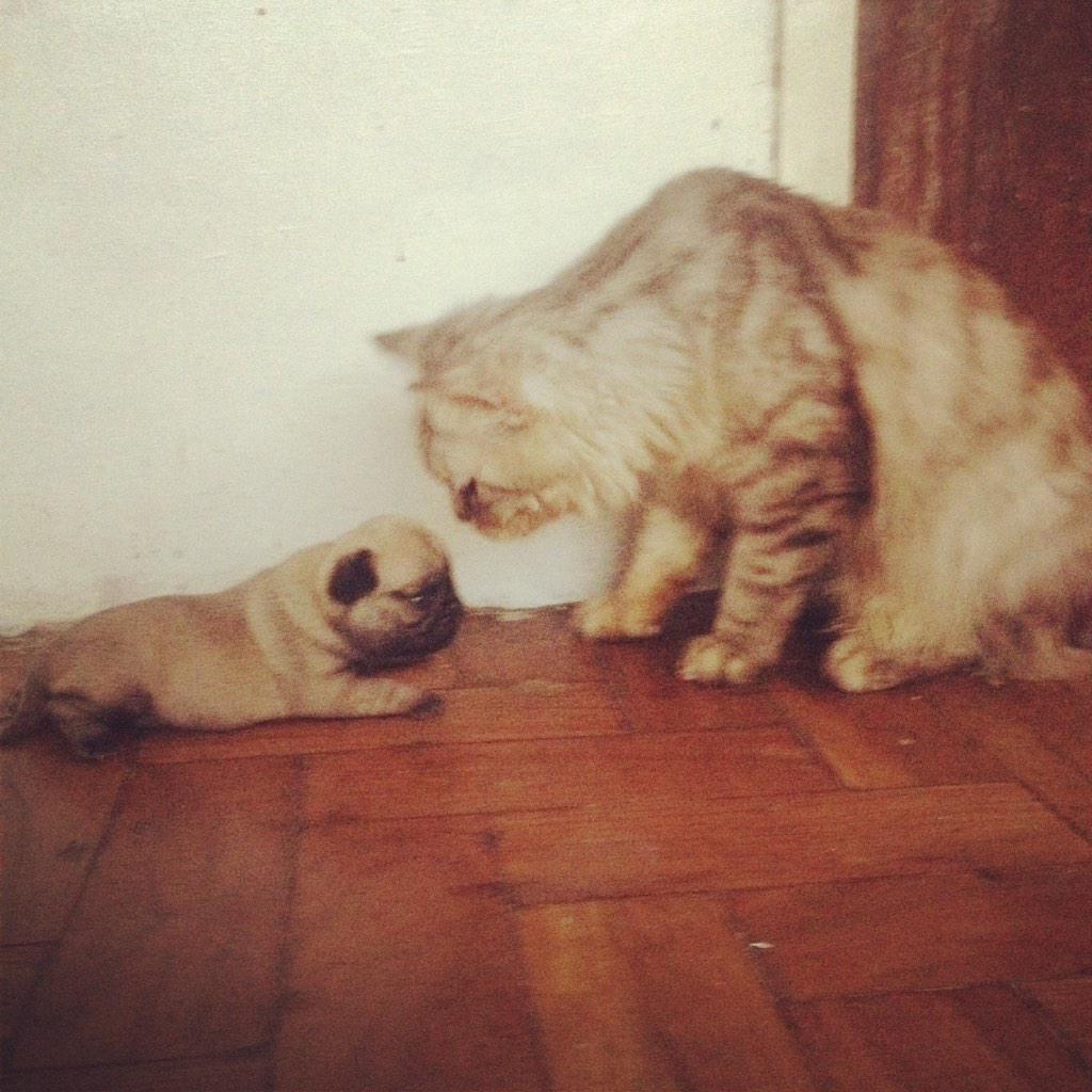 cemberella's tweet photo. 🐶💗🐱 http://t.co/DqXuwabpAF
