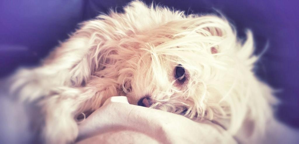 Chloe #mascotadelañorc