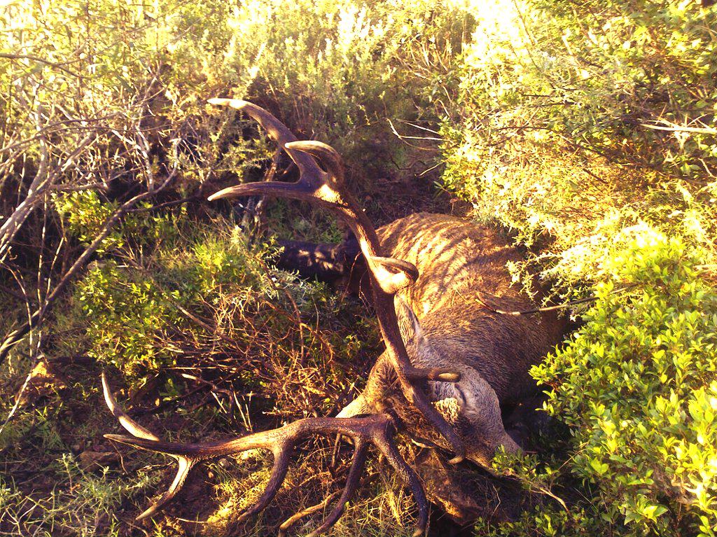 caza y campo (@campocaza) on Twitter photo 