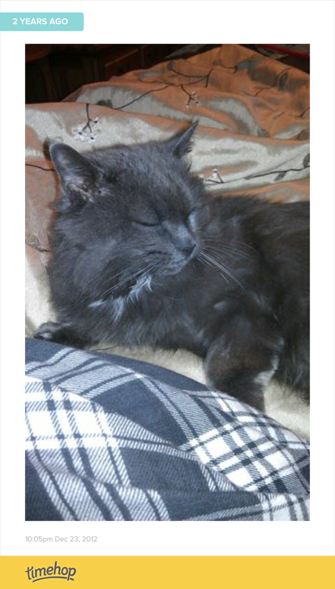 ElleBell93's tweet photo. my sweer Sofia Rose I miss you so much you were the most loveable sweet kitty. you lived a long life http://t.co/wwlUMvOkgf