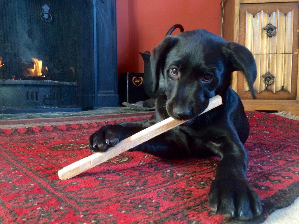 jafrater's tweet photo. @NdosSantosCNN #CNNBusinessView seems like 10 week old Martha's favourite Christmas toy is a good old fashioned stick http://t.co/HDuJDpxMkl