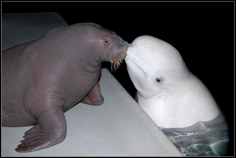 jago_stench's tweet photo. "@Diego_Miguel_: A kiss http://t.co/3JSMHASKMh"how long you in for? #fishprison #Alcatraznoaquatictraz "