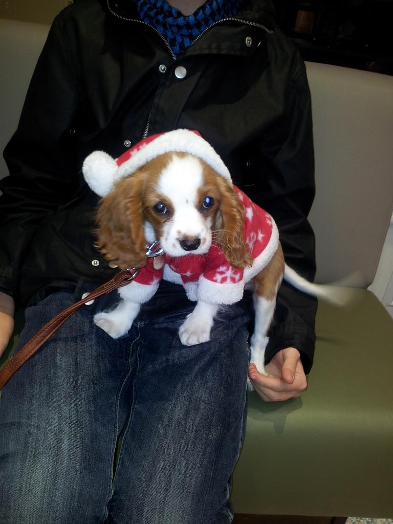 vets_alpha's tweet photo. Little Lottie feeling festive ;) http://t.co/jRDlRuSe6J