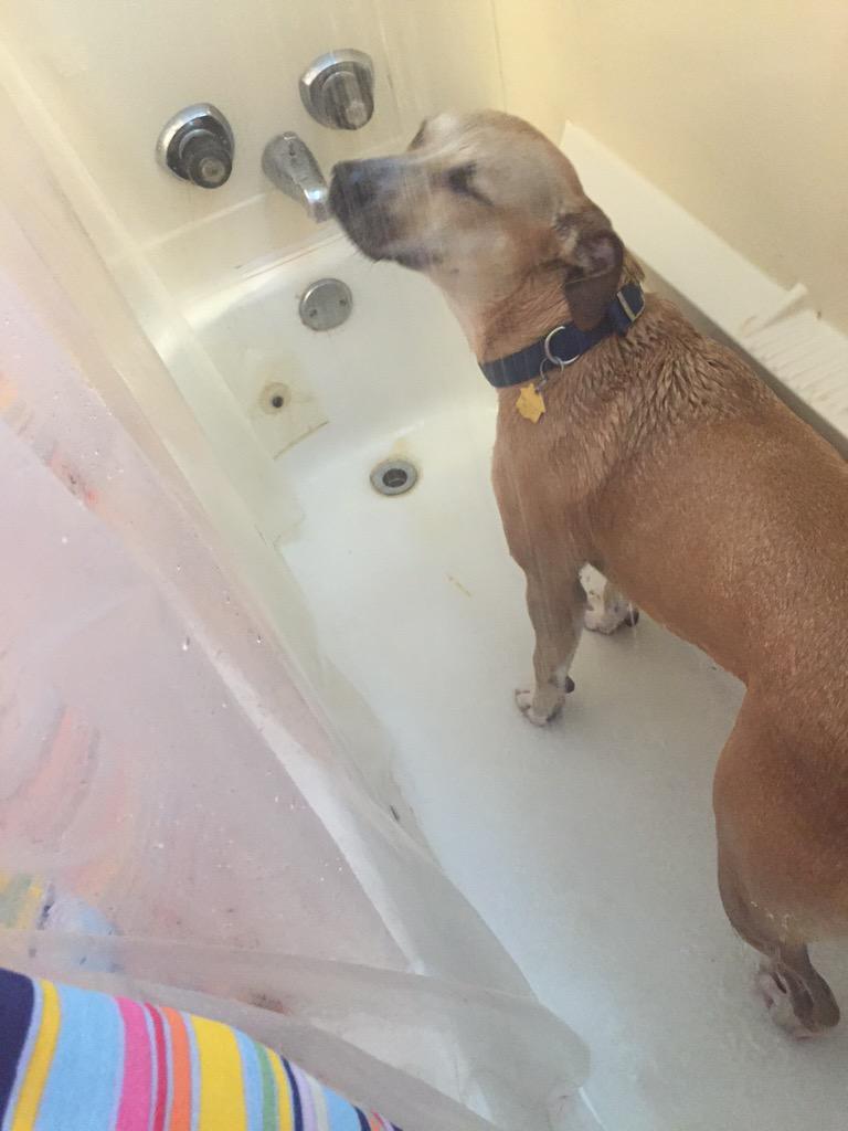 kenziemoody's tweet photo. So I start my shower &amp; I get clothes so I can put them on when I get out, I go to get in the shower &amp; I see this😂😭😂 http://t.co/TejPRgifEM