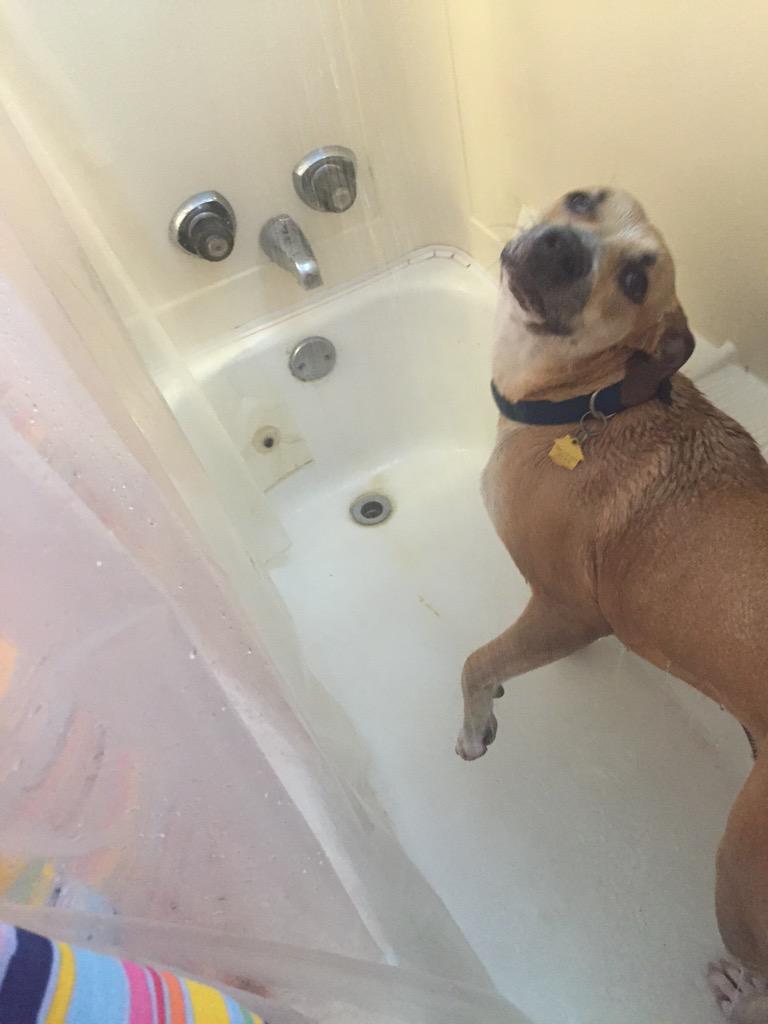 kenziemoody's tweet photo. So I start my shower &amp; I get clothes so I can put them on when I get out, I go to get in the shower &amp; I see this😂😭😂 http://t.co/TejPRgifEM