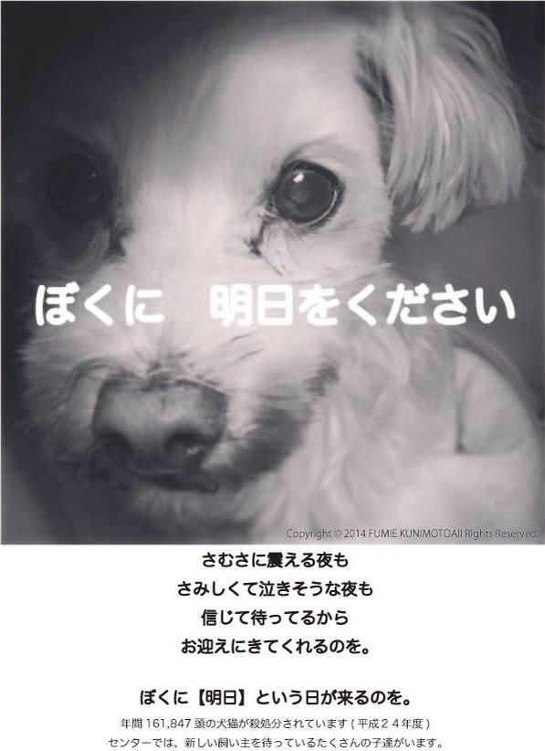 funfun88de55's tweet photo. “@tony_h_tazoe: 【🚨緊急拡散希望🐶】❷12月26日最終期限❗️#鹿児島県 #徳之島 保健所 #犬 SOS!命を繋いで頂ける方は@bana_dogcat さんに連絡#犬部https://t.co/pCpbmRfGV9 http://t.co/GKcgbSuWhf””