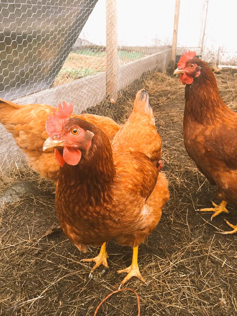 NewAgeFarmers's tweet photo. Some healthy chickens!  Where are the eggs? #UrbanFarm #NewAgeFarmers http://t.co/n44rUQzUSs