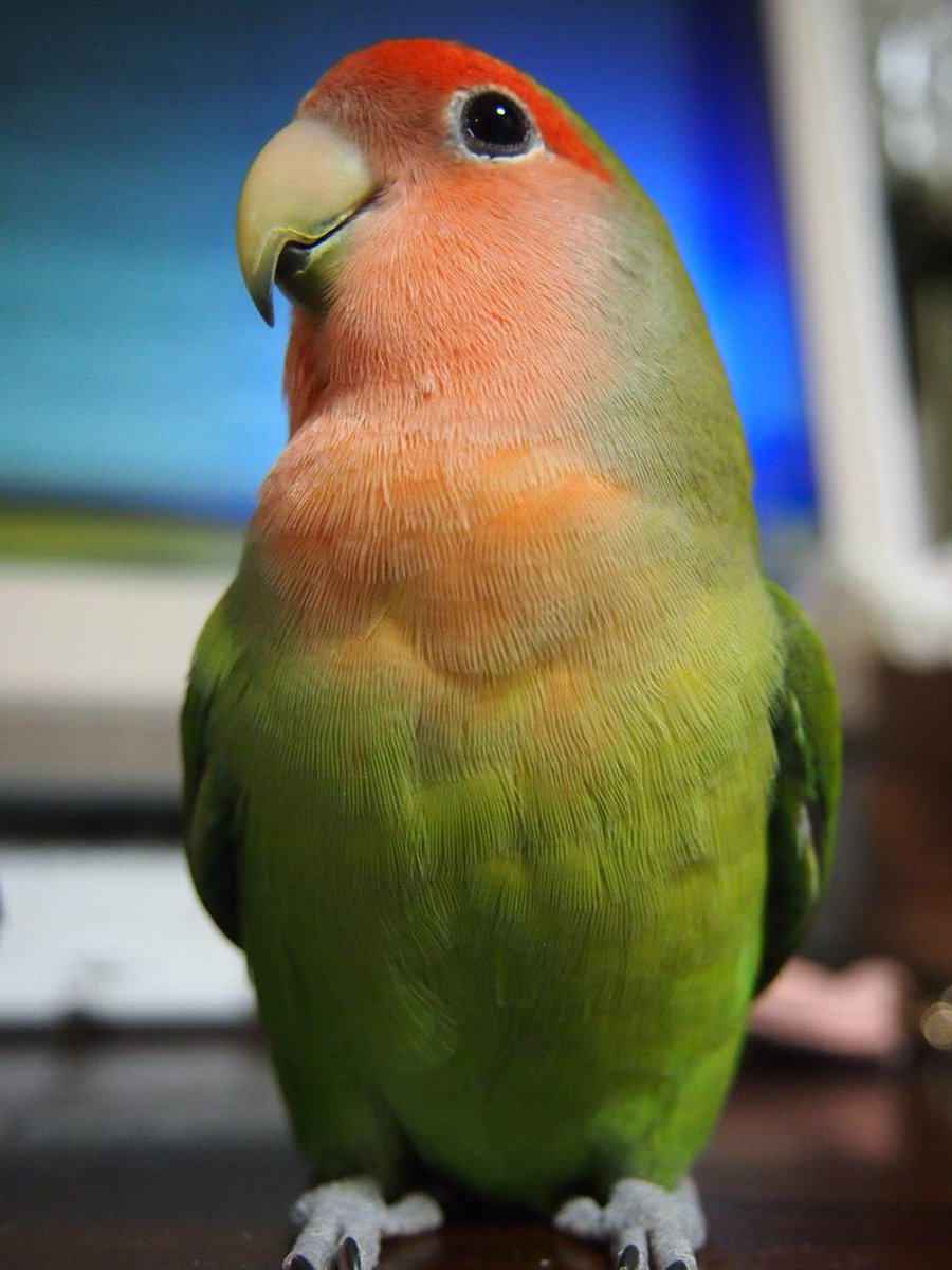 Little Bird  Strut 201412 bird  budgie buncho   