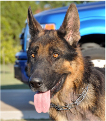 Indigo lost first home for killing chickens, but if they fed him he'd have left chicks alone! on.fb.me/1AWBEIq