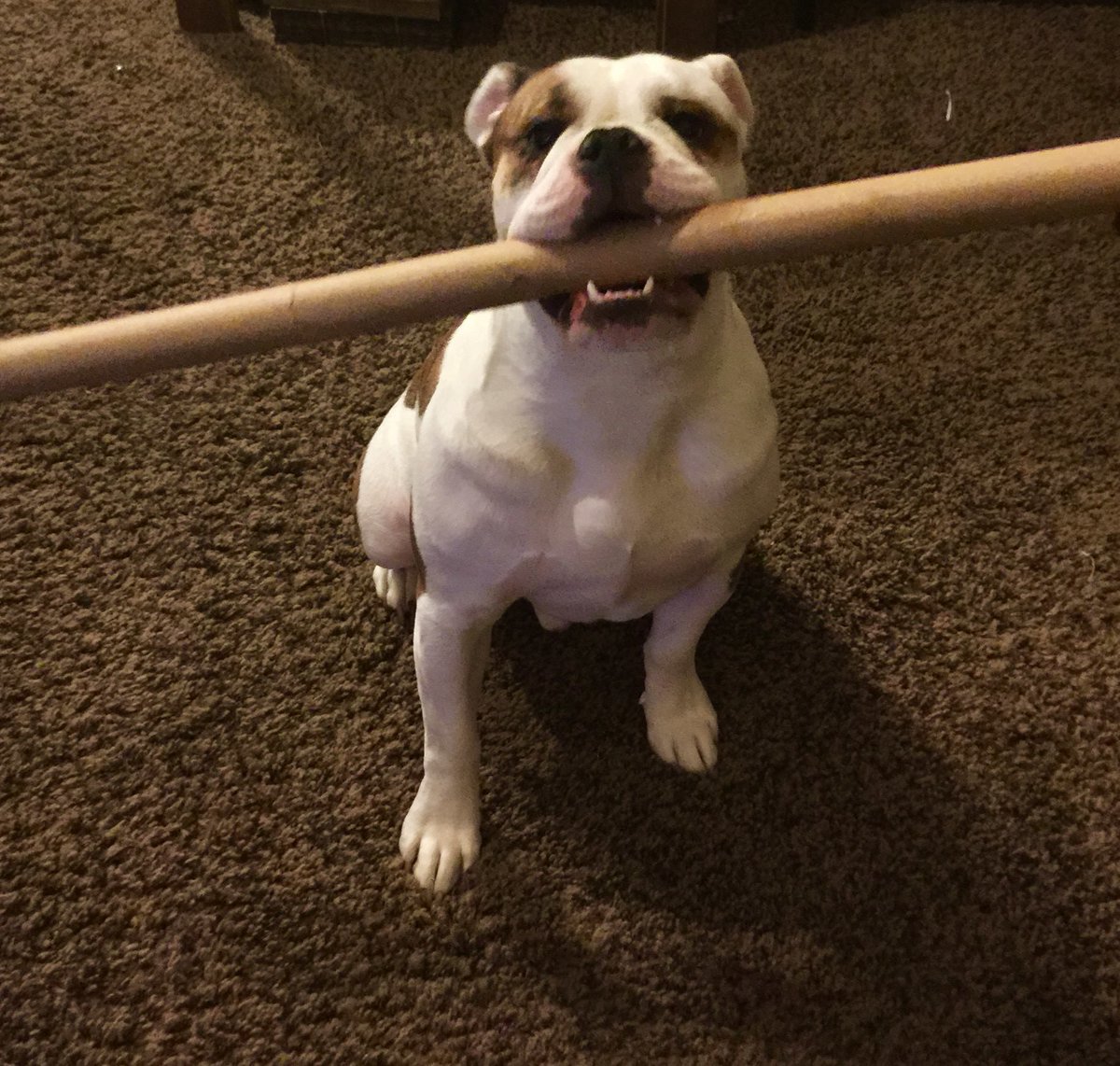 MasterWrex's tweet photo. Mom was actually going to throw this away! Can you believe it? #doggytoy #WrappingPaper #tabletoprpg #UltimumRPG http://t.co/0l5F2rUeNm