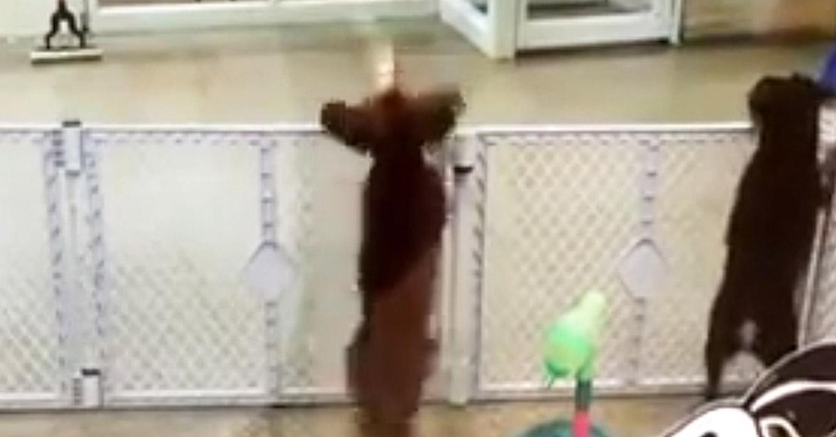 people's tweet photo. Warning: this is hilarious. An excited dog spots his owner and then totally loses his mind http://t.co/vFpw0LvSPI http://t.co/OQD88hR1H0