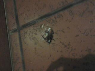 Martin Silva Rossi tweet media