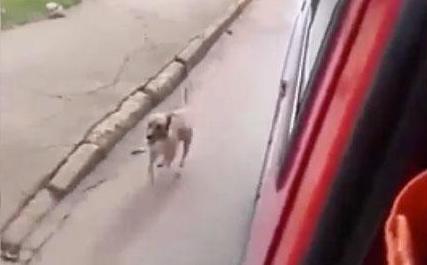 latercera's tweet photo. Perro corre tras ambulancia hasta el hospital para acompañar a su amo http://t.co/XgZ5qdGvhh http://t.co/leGWb3Cswd