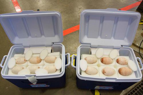 USFWS Refuge System (@usfwsrefuges) on Twitter photo How do you move albatross eggs to James Campbell #Refuge, HI? Very carefully bit.ly/1CvxJ9c <a href="/HAWAIIMagazine/">HAWAI'I Magazine</a> How do you move albatross eggs to James Campbell #Refuge, HI? Very carefully bit.ly/1CvxJ9c <a href="/HAWAIIMagazine/">HAWAI'I Magazine</a>