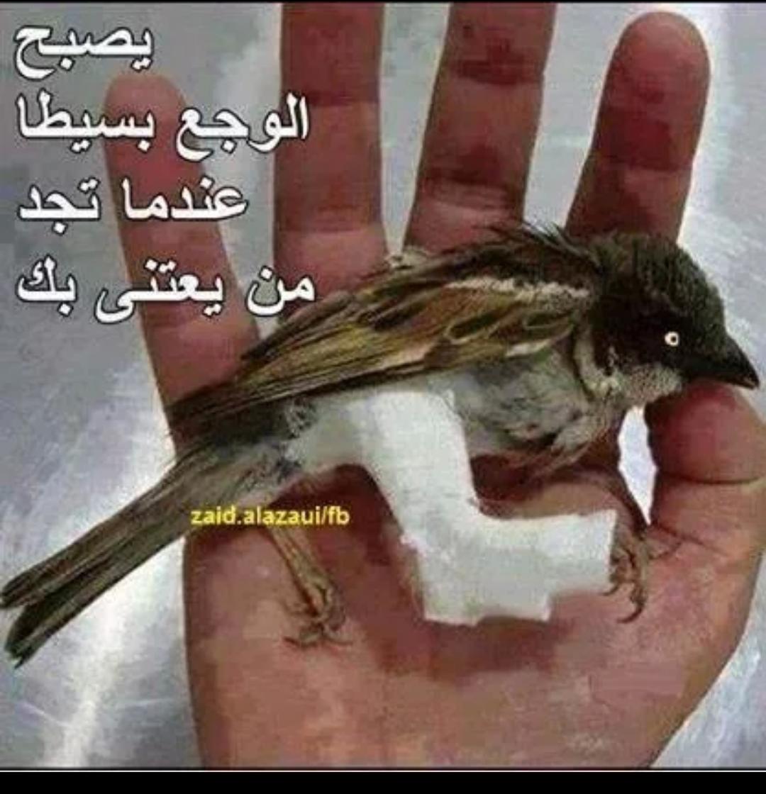 رهف (@msajed00006) on Twitter photo 