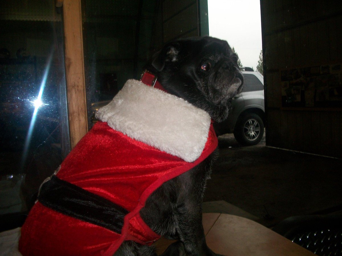 Flemings_Equip's tweet photo. Merry Christmas from our head of security Peanut @FlemingsInc http://t.co/2SV3bckCOs