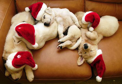 breederoo's tweet photo. Happy holidays from our furry family to yours! Holiday support hours posted to the Community tab. http://t.co/qBK9Hfqgit