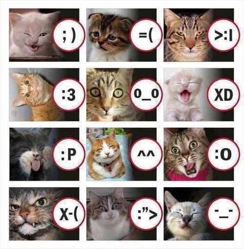 AHosp_WVL's tweet photo. Have you ever wondered what emotions would look like on a cat?
#funnycats #emotions #catemotions #cutecats http://t.co/IokxOarpPZ