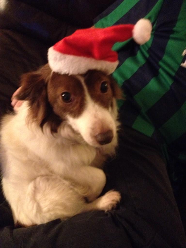 Please support Limerick Animal Welfare Flag Day in the city tomorrow 24.12.14
