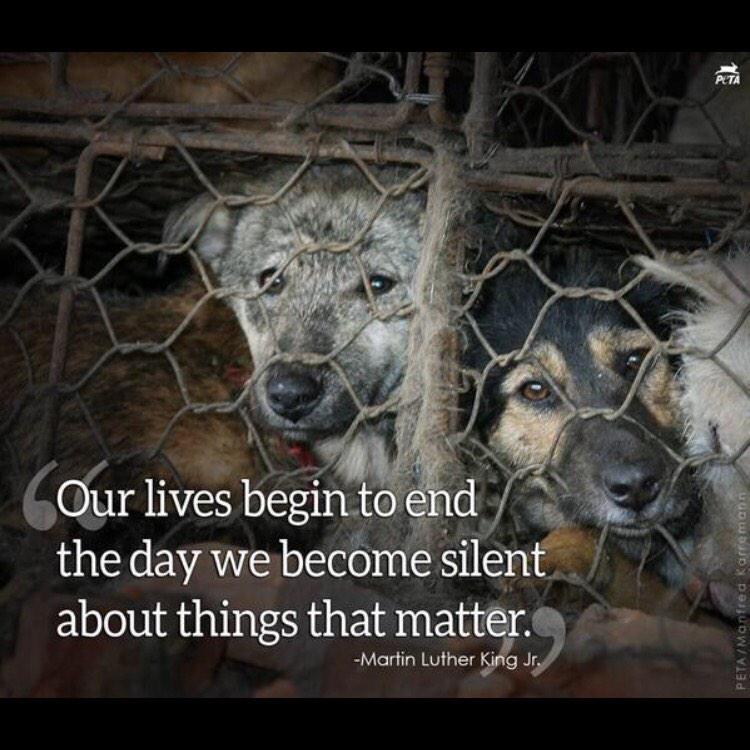 PawsForRescue_'s tweet image. #YulinGetDogsOffTheMenu #StopTheChineseDogLeatherTrade