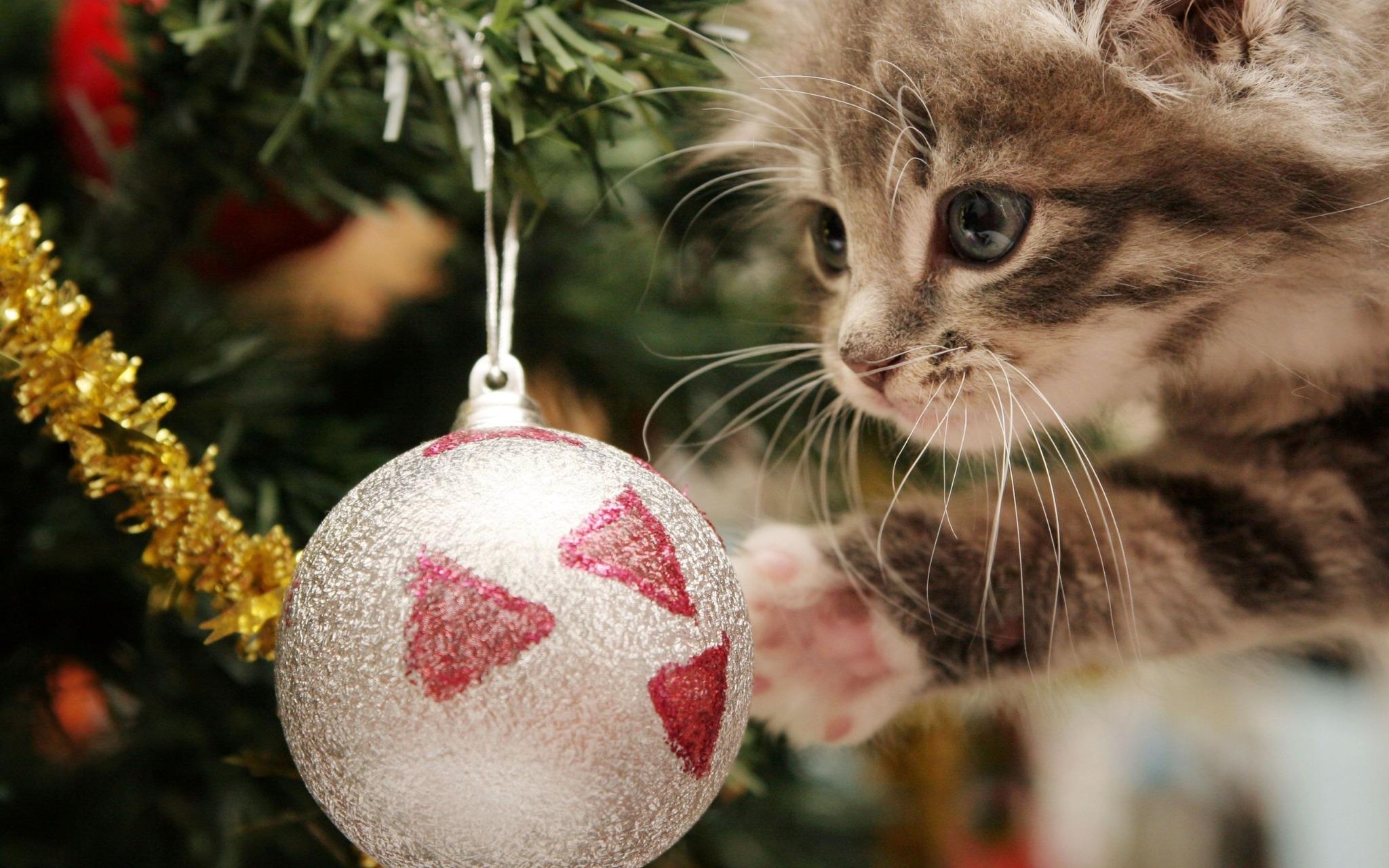 Mon Chat De Noel Monchatdenoel Twitter