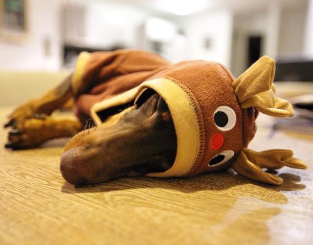 Sausage Dog Central (@sausagedogcent) on Twitter photo <a href="/sausagedogcent/">Sausage Dog Central</a>: Killa the Sausage Reindeer resting up before leading the Sleigh! #sausagedogcentral <a href="/rockwiz38/">Tom Rockliff</a> <a href="/sausagedogcent/">Sausage Dog Central</a>: Killa the Sausage Reindeer resting up before leading the Sleigh! #sausagedogcentral <a href="/rockwiz38/">Tom Rockliff</a>