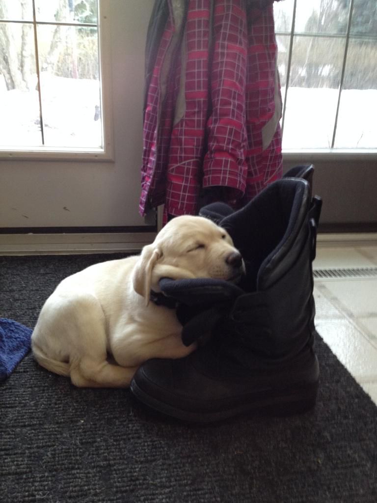 dogs_with_wings's tweet photo. Baby DWW Yola #classiclab passed out in a boot! #labs #cutenessoverload #yeg http://t.co/vvbJIBhip1