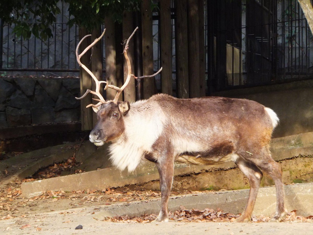 おはようございます。多摩動物公園は、本日、休園日です。クリスマス