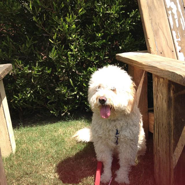 The_Malibu_Cafe's tweet photo. This little guy is still enjoying the day! What about you? #dogsofmalibu #malibucafe #malibu http://t.co/kexN69YiEH
