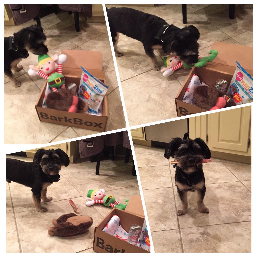 SadSam309's tweet image. Ollie just got his first ever @barkbox from his aunt and cousin as a Christmas present. He's in love!