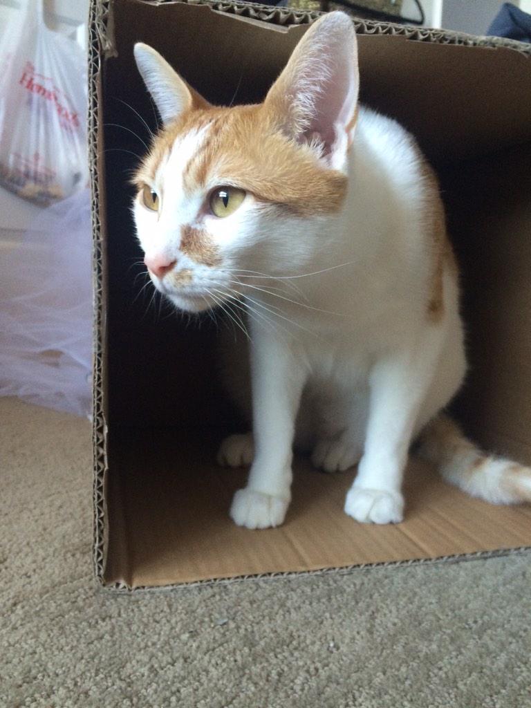 aaronkittycat's tweet photo. http://t.co/5eZwlh0LON