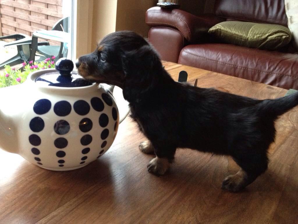 Sausage Dog Central tweet media