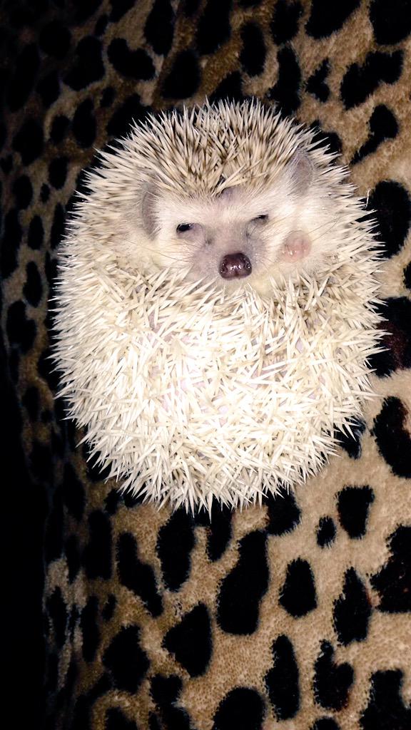 renee_541's tweet image. Hi guys, this is Ellie. 🙈😍