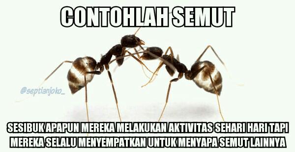 Download 8100 Gambar Filosofi Semut Paling Bagus Gratis HD