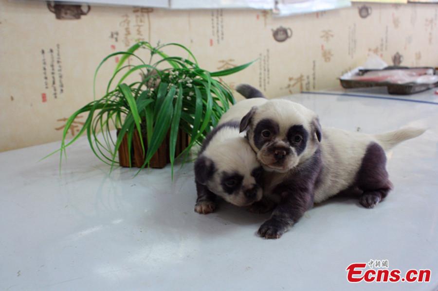 さいたま改2 パンダ犬といえば 今年2月に中国の江蘇省塩城で誕生したパンダ模様の雑種わんこ 中華田園犬 ペキニーズ が話題になってたなあ W Http T Co 8y8rx7swh9 Http T Co さいたま改2 パンダ犬といえば 今年2月に中国の江蘇省塩城で誕生したパンダ模様の雑種わんこ 中華田園犬 ペキニーズ が話題になってたなあ W Http T Co 8y8rx7swh9 Http T Co